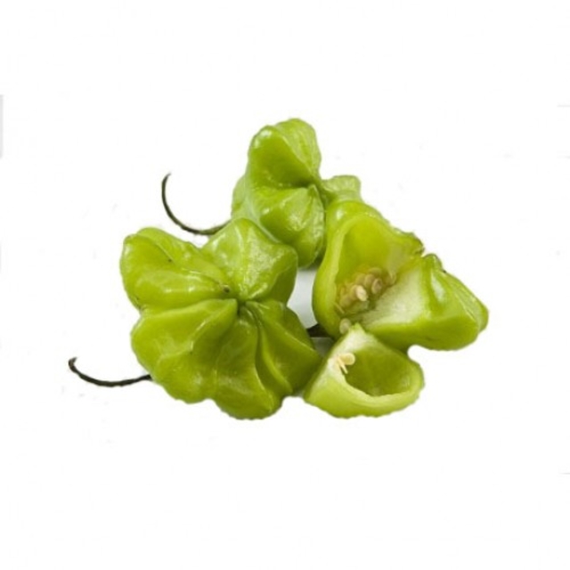 Star Hot Pepper Seedling
