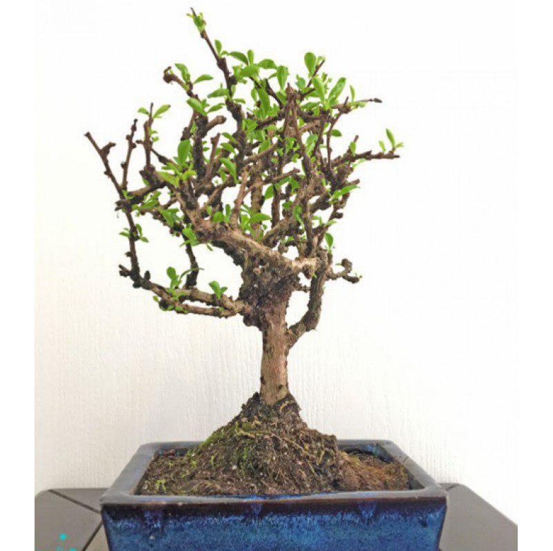 Carmona Bonsai