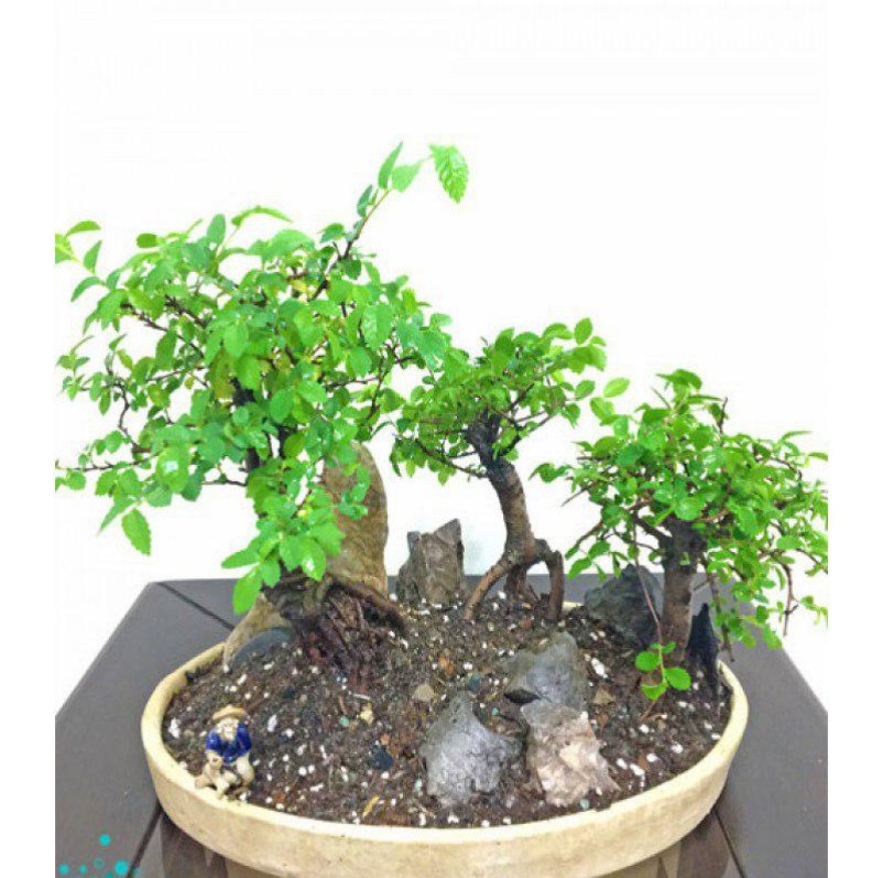 Special Elm Bonsai