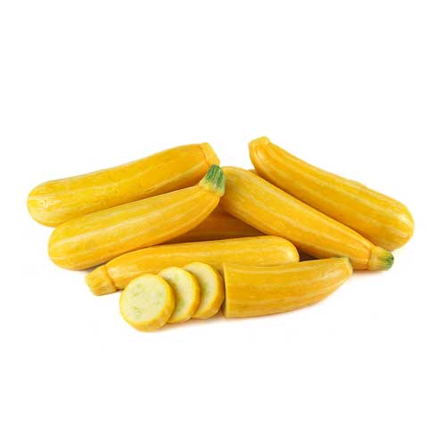 Yellow Pineapple Pointed Squash Seedling