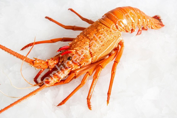 Fresh Shrimp
