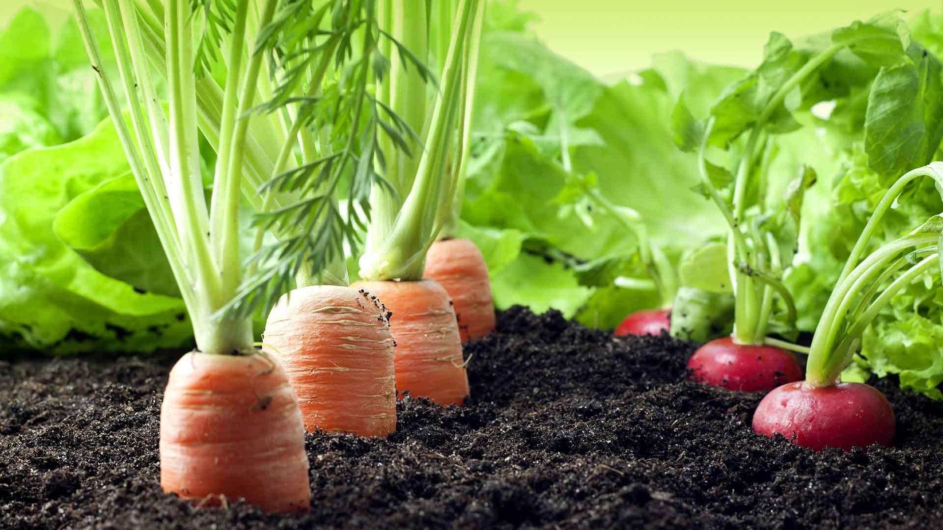 Radish Seed