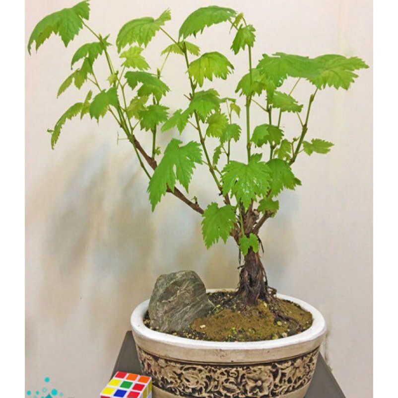 Grape Bonsai