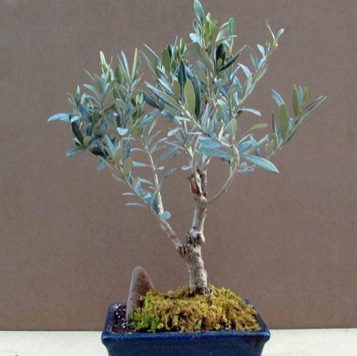 Olive Bonsai
