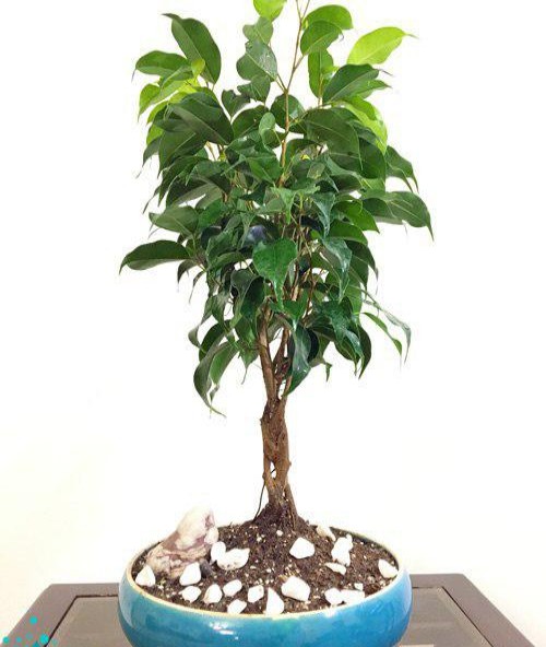 Bonsai Benjamin