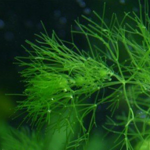 Gypsophila Aquarium Plant Seed