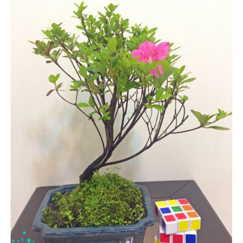 Satsuki Azalea Bonsai