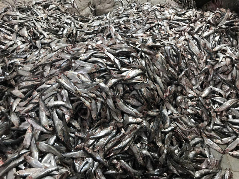 Kilka Fish Oil