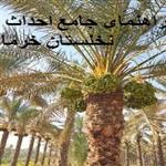 Feasibility Study for Date Palm Plantation
