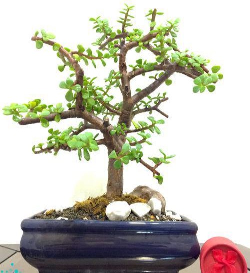 Bonsai Crassula