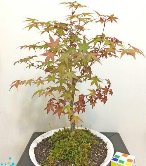 Red Fire Maple Bonsai