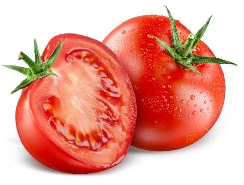 Large Tomato (French Cluse) Seedling