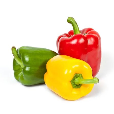 Colored Bell Pepper Seedling