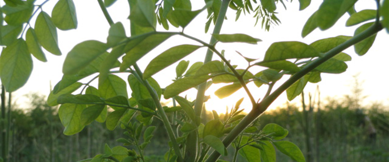 Moringa Leaf